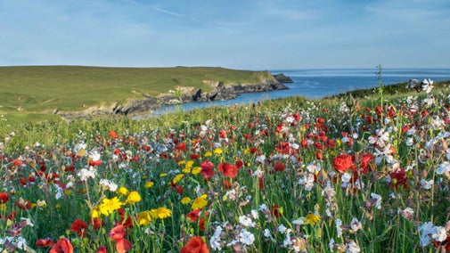 Wild flowers and poppies in a field overlooking the sea at Crantock, Cornwall